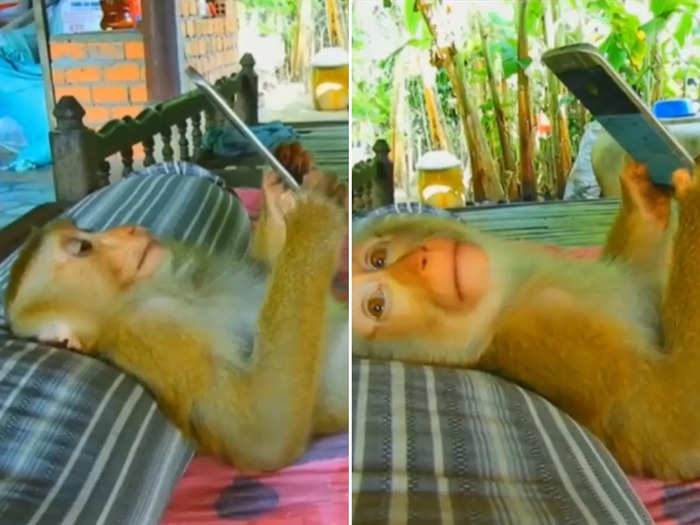 viral video of monkey watching youtube on mobile lying comfortably on bed