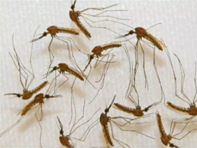 नैरोबी मक्खियों से बचाव की अडवाइजरी