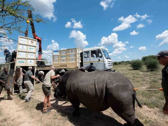 Rhinos are back in Mozambique