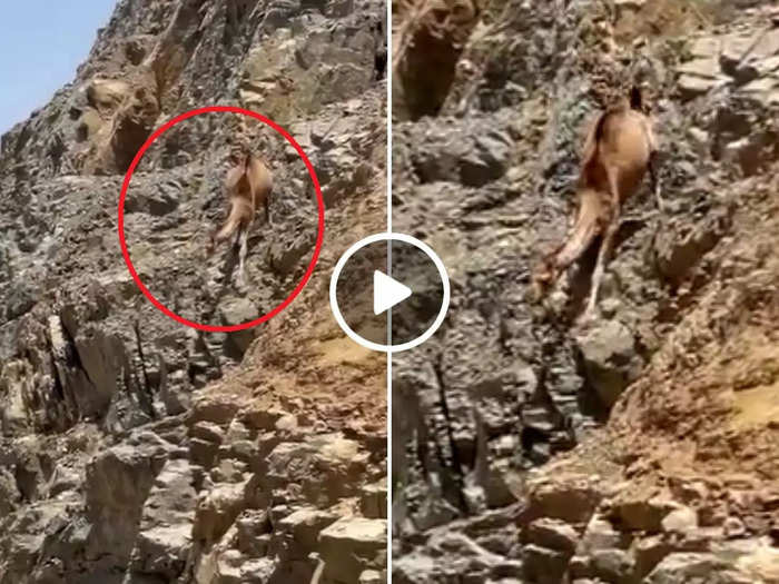 viral video camel has come down under the mountain funny viral clip