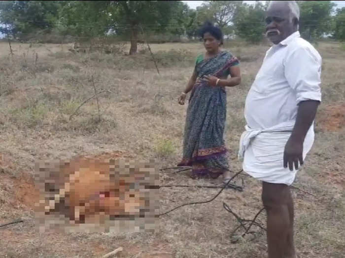 Palani Cow Killed By Hunting Dogs