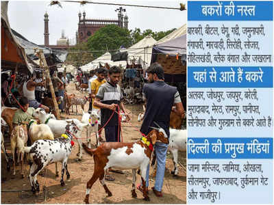 दूध से लेकर ड्राइफ्रूट खाता है यह बकरा, कीमत 4 लाख रुपये, जामा मस्जिद के सामने फिर सजी बकरा मंडी