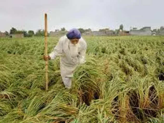 दुनिया में धान की उपज कम