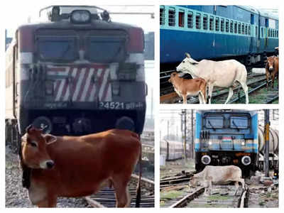 Indian Railway : रेल की पटरियों पर मवेशियों की टक्कर से रोज 11 ट्रेनें हो रहीं लेट!
