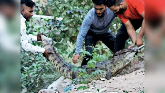 संपूर्ण शहराला मगरमिठी! कित्येक किमी प्रवास करून मगरी नाल्यांमध्ये शिरल्या; नागरिक भयभीत