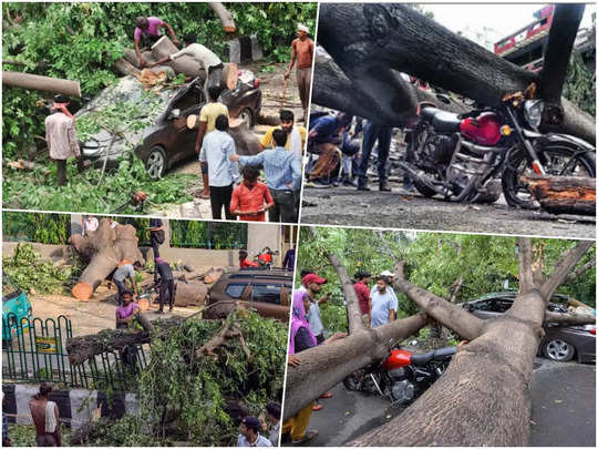 कार बाइक का निकल गया कचूमर, मालिक को खरोंच तक नहीं, देखिए जब दिल्ली में गिरा पेड़ 