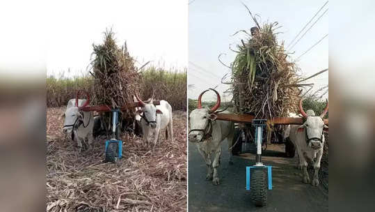 इस्लामपुरच्या पोरांची कमाल! आता बैलांचं ओझं होणार कमी, पाहा शोधलाय कसा जबराट जुगाड