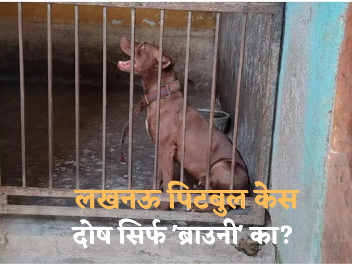 lucknow pit bull case
