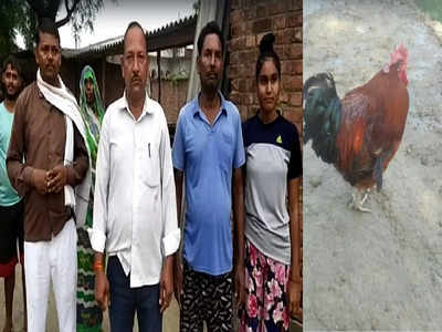 Pratapgarh: यूपी के प्रतापगढ़ में मुर्गे लाली की आत्मा की शांति के लिए तेरहवीं, भोज का मेन्यू देख चौंक उठे लोग
