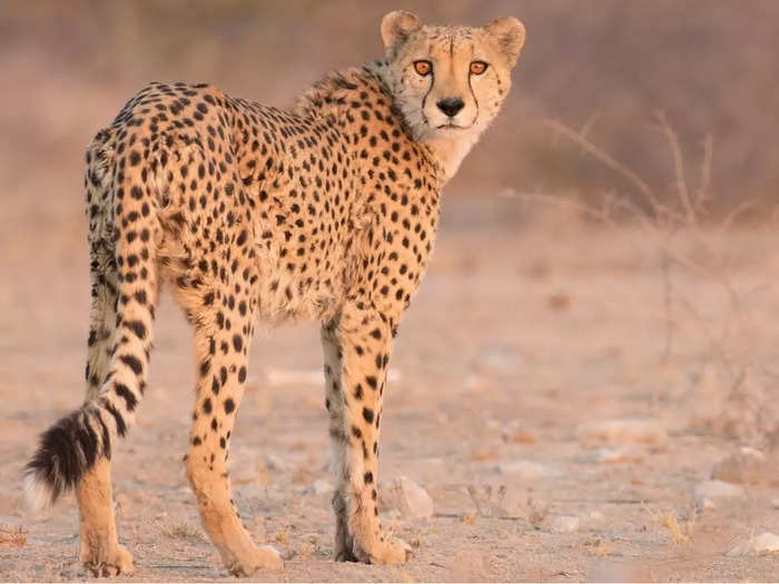 cheetah