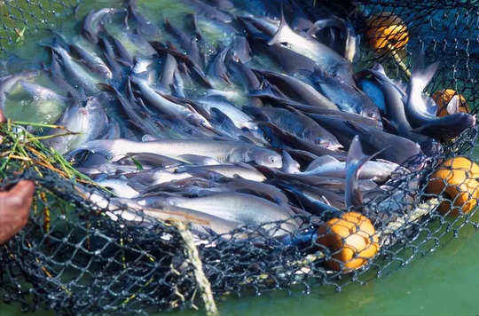 Fish Farming In Bihar: बिहार मछलीपालन के मामले में देश का चौथा सबसे बड़ा  राज्य है - The Economic Times Hindi Photogallery