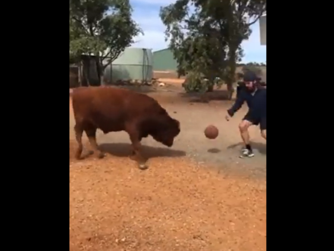 man-playing-with-bull-basketball man-playing-with-bull-basketball