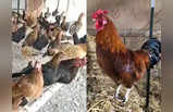 गटारीनिमित्त गावरान कोंबड्यांचा भाव वाढला, चिकन सेंटरवर खवय्यांची गर्दी