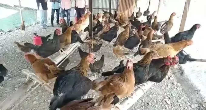 गटारीनिमित्त कोंबड्यांना मोठा भाव