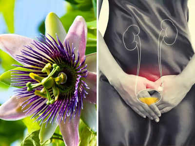 Herb tips: बवासीर से UTI तक 10 रोगों का इलाज है ये बैंगनी फूल, Ayurveda डॉक्टर से जानिए कैसे करें यूज 