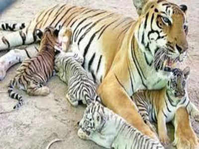 Bihar Tigers News: अब 9 बाघों की दहाड़ से गूंजेगा पटना, सीएम नीतीश रखेंगे बाघिन सरिता के बच्चों का नाम 