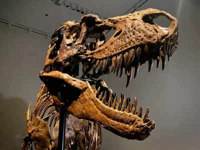 Dinosaur Skeleton : डायनासोर का 22 फीट लंबा कंकाल निकला खजाना! 7.7 करोड़ साल बाद भी नीलामी में बटोरे 47 करोड़ रुपए 