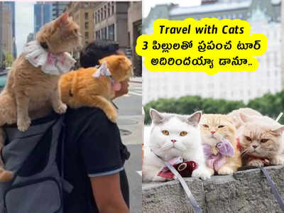 Travel with Cats : 3 పిల్లులతో ప్రపంచ టూర్ .. అదిరిందయ్యా డానూ.. 