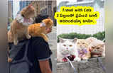 Travel with Cats : 3 పిల్లులతో ప్రపంచ టూర్ .. అదిరిందయ్యా డానూ..