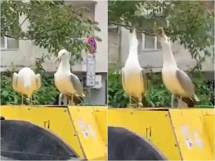 seagull laughing video will make you shock