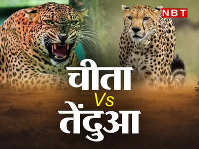 Cheetah Vs Leopard : भारत पहुंचेगा चीता और जंगल में शुरू हो जाएगी नई तरह की जंग, वन रक्षकों की उड़ी है नींद
