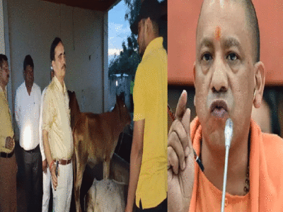 Amroha Cow Death: 300 बीघा चारागाह, फिर चारे की खरीददारी क्यों.. चारा देने वाला किसान क्यों बदला? 61 गायों की मौत पर उठे सवाल