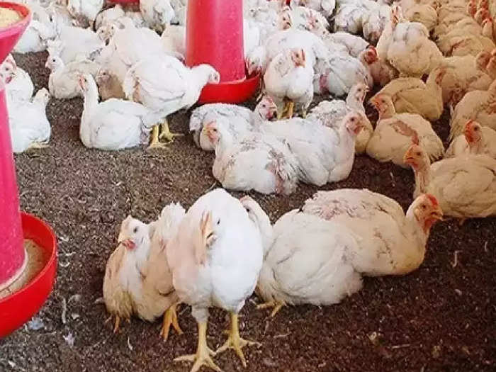 Chicken Price