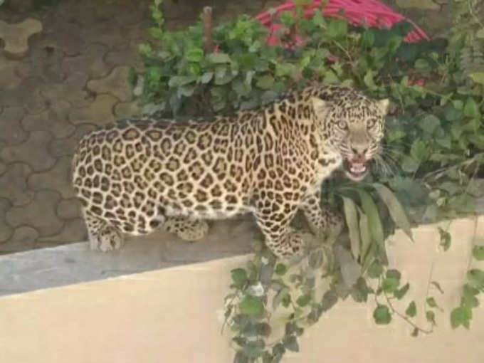 an atmosphere of fear has spread in the area after a leopard entered the house (File Photo)