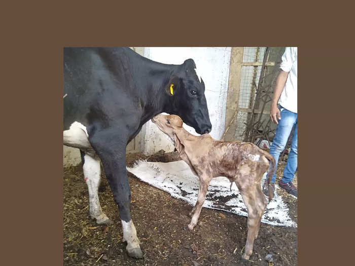 hybrid cow gives birth indian gir cow breed