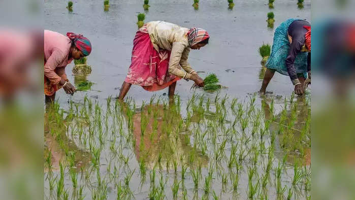 চলছে ধান রোপণ (ফাইল ফটো)