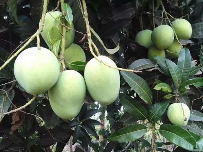 Mango park in Kuttyattoor