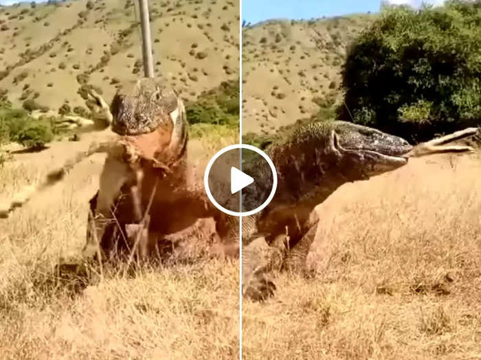 giant lizard komodo dragon eat whole deer watch shocking viral video
