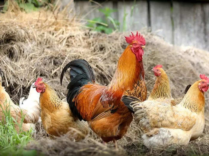 rooster news