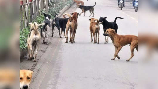 भटक्या श्वानांची वाढती दहशत;तीन महिन्यांत १० हजार ३८७ जणांना श्वानदंश