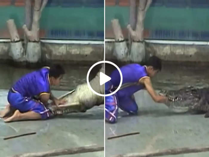 man puts hand in crocodile mouth watch shocking accident viral video