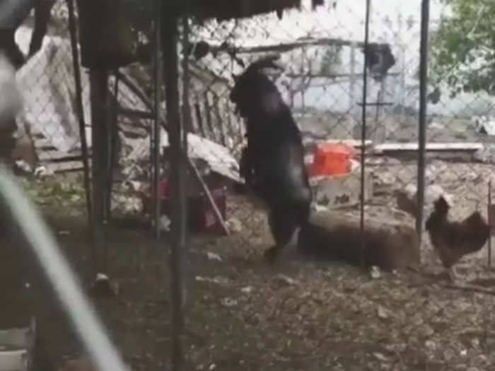 Goat Walks On Two Legs Video