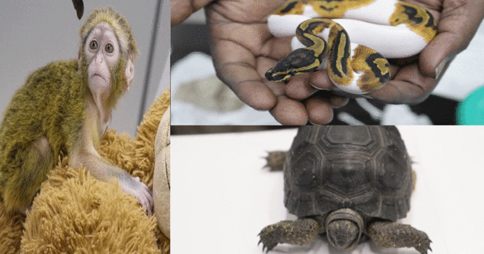 a male passenger arriving from Bangkok in TG-337 was intercepted by Customs Officers. On examination of checked-in baggage, 1 De Brazzas monkey, 15 Kingsnakes, 5 Ball Pythons & 2 Aldabra Tortoises were recovered: Chennai Air Customs