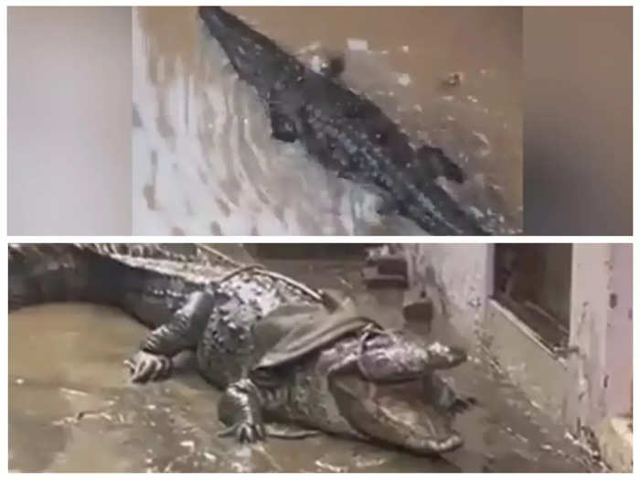Crocodile In Colony