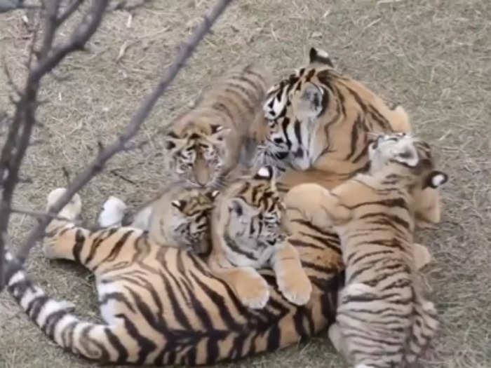 Mother Tiger Cubs