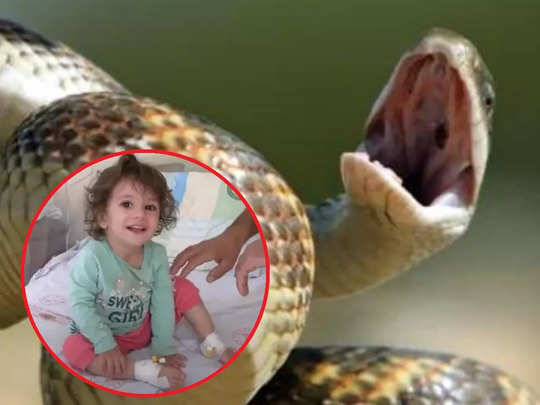 2 year old girl bites snake to death in revenge after it attacked - सांप ने  2 साल की बच्ची को काटा, उसने गुस्से में आकर दांत से दो टुकड़े कर दिए!