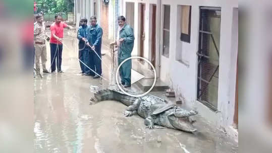 सावधान! रस्त्यावर साचलेल्या पाण्यात फिरू नका, फिरतायेत मगरी, धक्कादायक व्हिडीओ व्हायरल