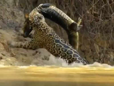 Jaguar Hunting Crocodile : నీటిలోనూ జాగ్వార్‌ దే పైచేయి.. వైరల్ వీడియో