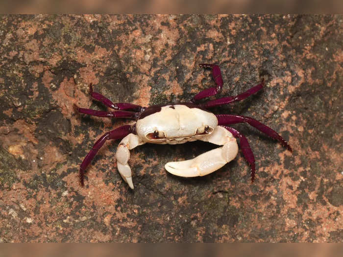 new species of crab Dwivarna