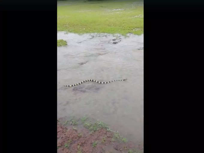 chandrapura snake