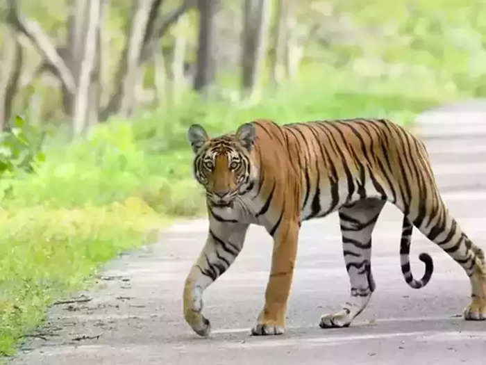tiger wayanad