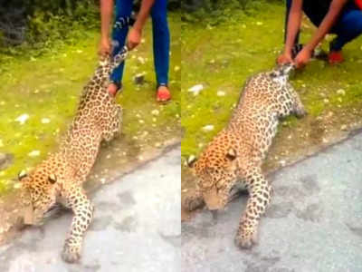 Leopard video : చిరుతను హింసించిన జనం .. జైల్లో పెట్టాలంటూ నెటిజన్లు ఫైర్