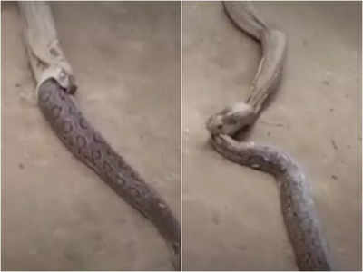 रसेल वाइपर को निगल गया 6Ft लंबा कोबरा, फिर उसने जो किया वो सब देखते रह गए 