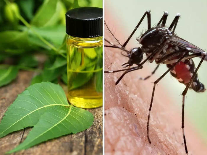 on world mosquito day know 7 easy and effective natural repellents to keep away mosquitoes