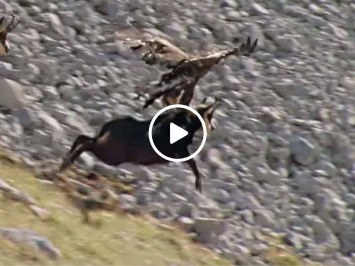 Bird Attack On Goat Watch Shocking viral video