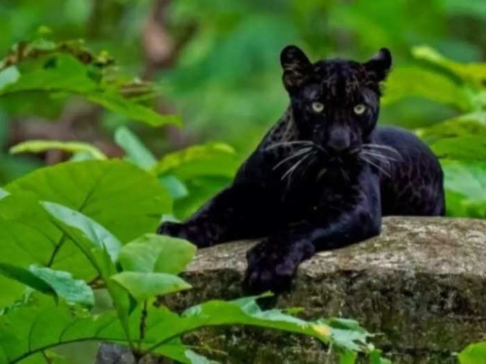 black panther in seoni